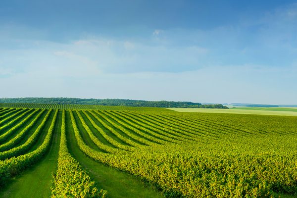 Un bando per la ricerca nel settore agroalimentare