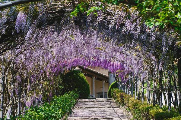 ‘Concerto di poesia’ per la massima fioritura del glicine a Villa Bardini