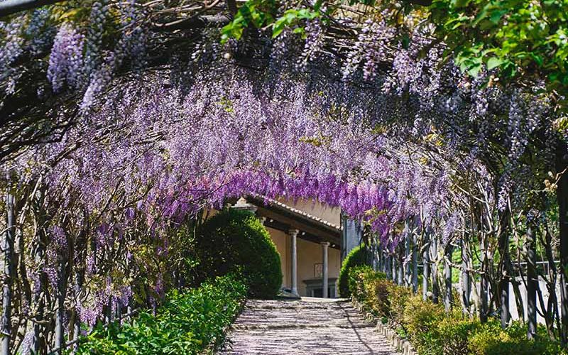 ‘Concerto di poesia’ per la massima fioritura del glicine a Villa Bardini
