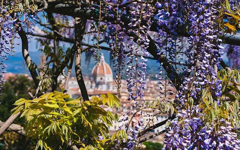 Il glicine della pergola di Villa Bardini raggiunge la massima fioritura