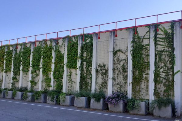 Pareti verdi in città, arrivano quattro nuovi giardini verticali nelle scuole fiorentine