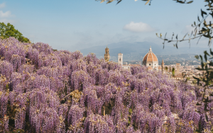 Il glicine del Giardino Bardini in fiore: per una decina di giorni il celebre pergolato si tinge di mille sfumature di lilla