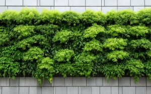 Pareti verdi su tre scuole fiorentine, al via gli interventi al nido Erbastella e ai plessi Poliziano e Papini